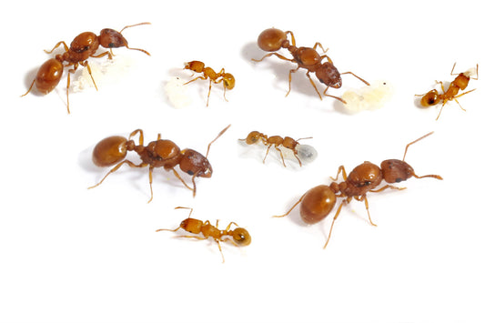 Tetramorium bicarinatum